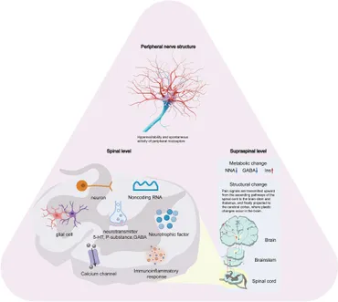 Frontiers | Progress in treatment of pathological