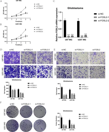 トモ様 Frontiers | IGFBP7+ subpopulation and IGFBP7 risk score in