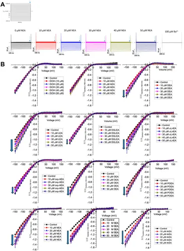 k*i様 anandamide laboratorium フェヌグリーク Anti-Sodium Potassium ATPase antibody [EP1845Y] 20 ul size