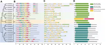 Frontiers | Genome-wide identification of Glycyrrhiza