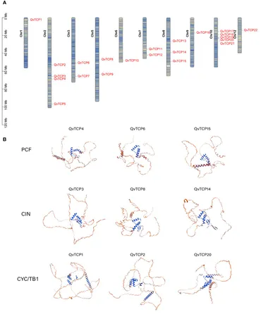 Frontiers | Genome-wide identification of TCP transcription