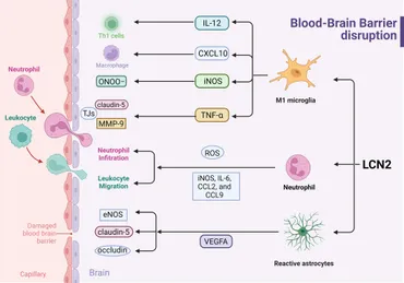 ルーイン細胞（第2版） Lewin's CELLS Kinesin-4 KIF21B limits microtubule growth to allow rapid