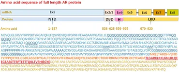品質保証 Frontiers | a is receptor androgen of domain N-terminal 靴