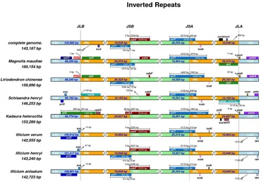 Frontiers | The complete chloroplast genome of Illicium