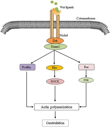 fonc-14-1456959-g002.jpg