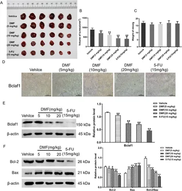 Frontiers | Sorbaria sorbifolia flavonoid derivative induces