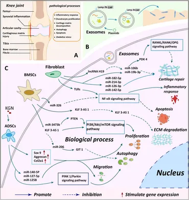 Frontiers | Exosomes in cartilage microenvironment