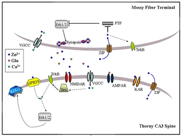 Frontiers | Modulation of Neuronal Signal Transduction and Memory