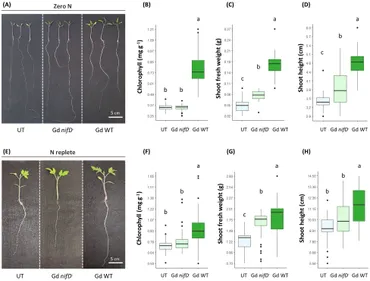 Frontiers | Gluconacetobacter diazotrophicus AZ0019 requires