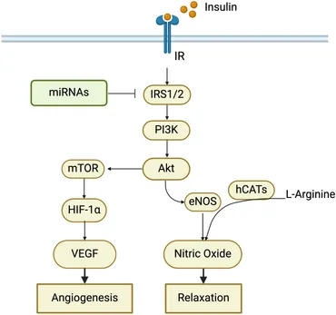 Frontiers | Influence of gestational diabetes mellitus on
