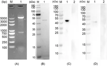 fimmu-15-1475280-g001.jpg