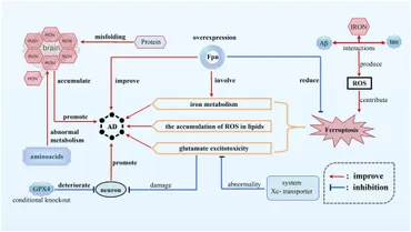 Frontiers | The role of ferroptosis in neurodegenerative