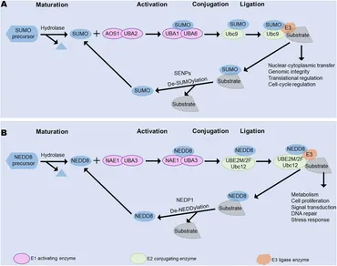 その他 MAY fphar-15-1476699-g001.jpg