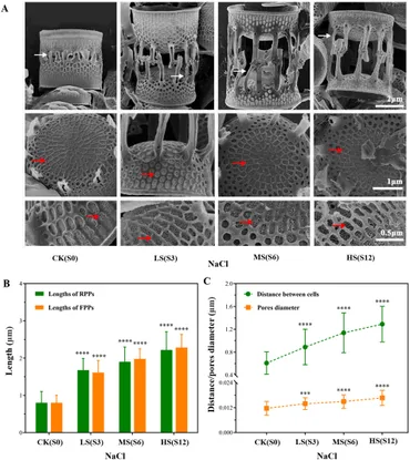 Frontiers | Transcriptomic analysis reveals the mechanism