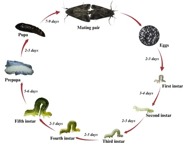 洋書 The Evolution of Insect Mating Systems 9780521589765i.jpg