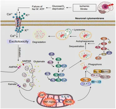 Frontiers | Insight into interplay between PANoptosis and