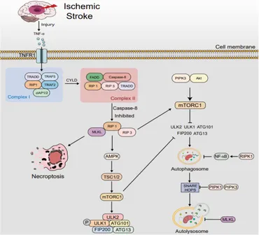 Frontiers | Insight into interplay between PANoptosis and