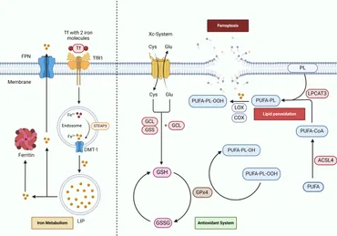ya様 Yohji Yamamoto POUR HOMME(ヨウジヤマモト プールオム) 22SS