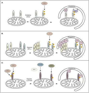 Hypoxia-Inducible Factors and the Regulation of Lipid Metabolism