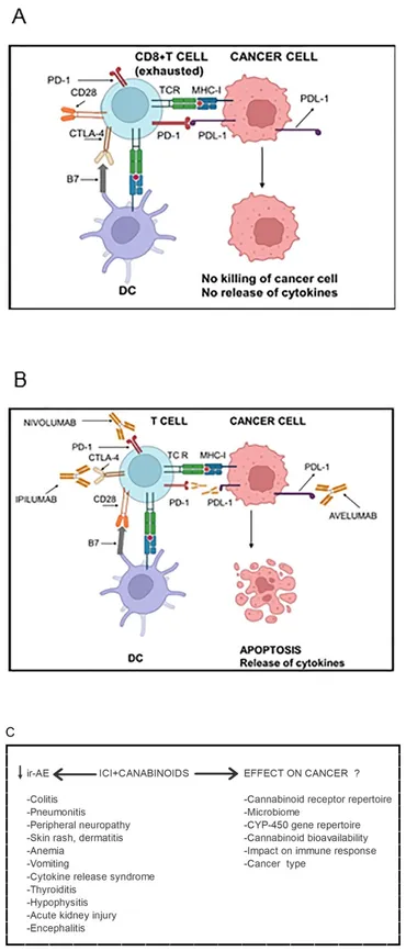 Frontiers | Impact of cannabinoids on cancer outcomes in
