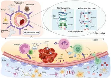 Ringoame専用リンク An in vitro model of acute horizontal basal cell activation