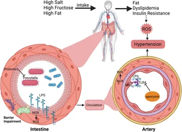 Frontiers | Interplay between energy metabolism and NADPH
