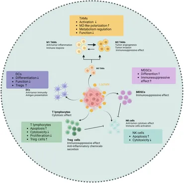 Frontiers | Crosstalk between lactate and tumor-associated