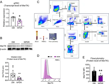 送料無料 店舗 of Downregulation | Frontiers MerTK cells T circulating in 香水(ユニセックス)