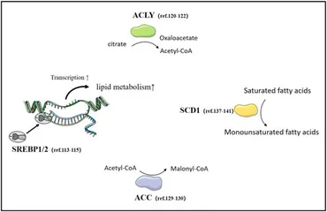 黒崎 Germinal-center development of memory B cells driven by IL-9