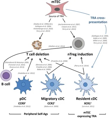 meee様 Myojo 2025年8月増刊 ちっこいMyojo | 明星編集 |本 | 通販 | Amazon