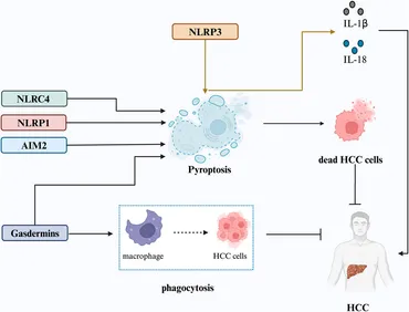 Frontiers | Dual role of pyroptosis in liver diseases