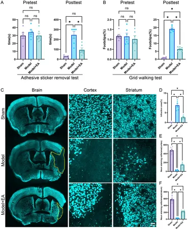 Highly 002-Oriented Dendrite-Free Anode Achieved by Enhanced