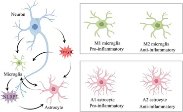 Frontiers | Crosstalk between neuroinflammation and
