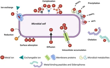 オーダー専用ページ Heat transfer of granular flow around aligned tube bank in