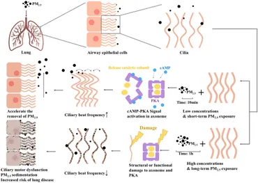 fpubh-13-1529215-g007.jpg