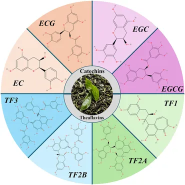 Frontiers | The role of tea in managing cardiovascular risk