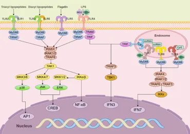 Ｈｅｌｉｃｏｂａｃｔｅｒ　Ｒｅｓｅａｒｃｈ Ｊｏｕｒｎａｌ　ｏｆ　Ｈｅｌｉｃｏｂａｃｔｅｒ　Ｒ ｖｏｌ．２５　ｎｏ．２（２０２/先端医学社/「Ｈｅｌｉｃｏｂａｃｔｅｒ　ｒｅｓｅａｒ（大型本） PDF) Helicobacter pylori