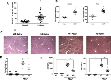 オーダー専用ページ Frontiers | Chitinase 3-like protein 1 deficiency ameliorates drug