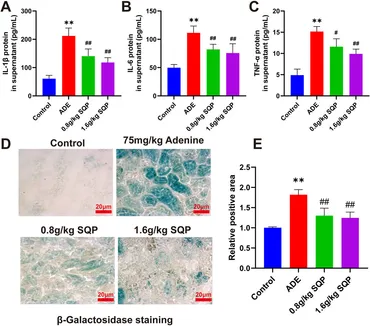 アーティファクトセット Frontiers | Homotherapy for heteropathy of chronic kidney