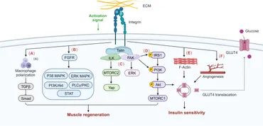 ネットで注文 Frontiers matrix extracellular of role the pathway: Hidden | Ball
