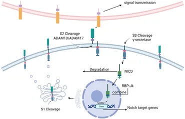 Frontiers | The role of notch signaling pathway in cancer