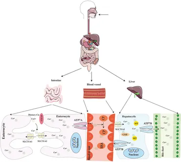 Frontiers | Cuproptosis and its potential role in