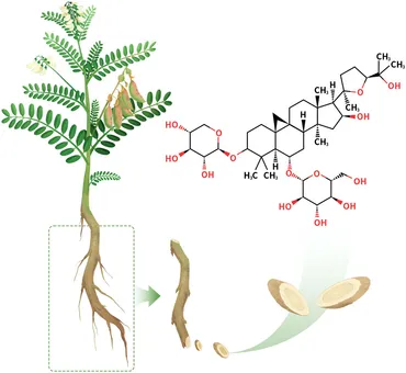 Frontiers | Astragaloside IV as a promising therapeutic
