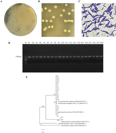 ソルト様 Valorization of sewage sludge organic matter for