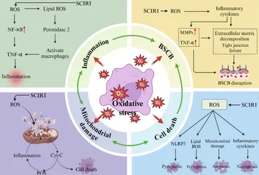 Frontiers | The role of oxidative stress in spinal cord