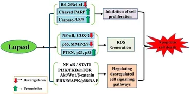 Frontiers | An updated review deciphering the anticancer