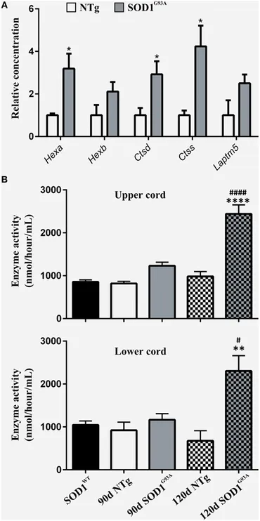 上品なファッション Frontiers increased is activity phagocytic and Lysosomal | ジャケット・アウター