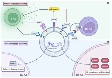 Frontiers | Exosomes and immune modulation: implications for