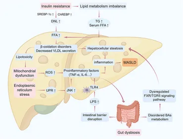 その他 YL Frontiers | Gut microbiota modulation by Traditional Chinese