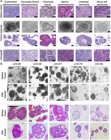 専用　Lサイズ fcimb-15-1601688-g001.jpg